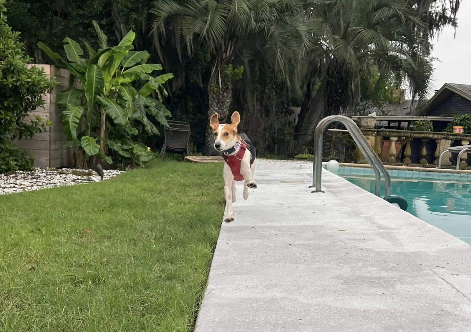 Dog for Adoption Kit Kat, a Beagle in Hilliard, FL Alpha Paw