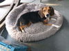 Miss Molly G