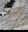 Lucille Paw 