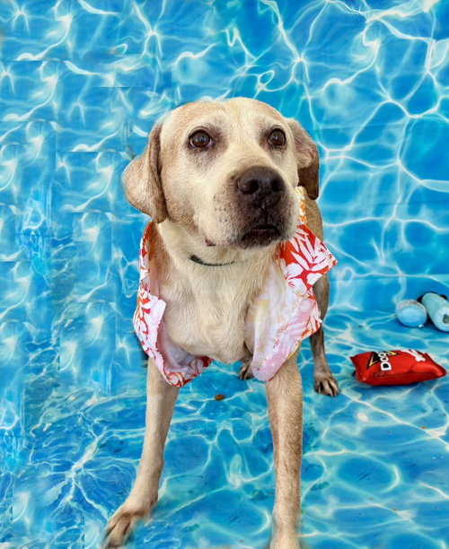 ACTION JACKSON - Labrador Retriever / Hound available for adoption