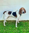 Sir Paw McCartney - Photo 2