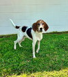 Sir Paw McCartney - Photo 3