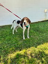 Sir Paw McCartney - Photo 4