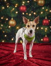 Alvin - Photo 1