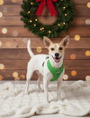 Alvin - Photo 2