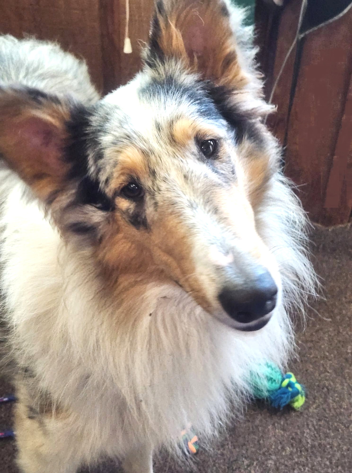 CISR - Available Dogs