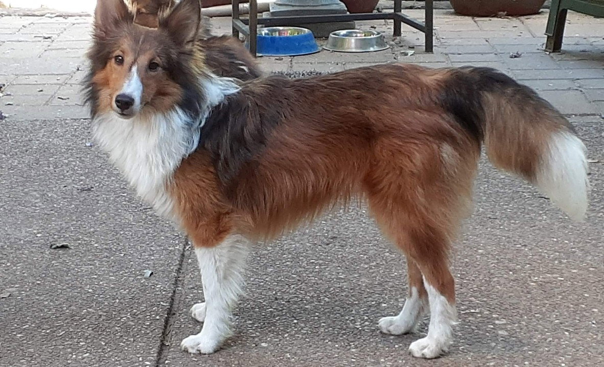 CISR - Available Dogs