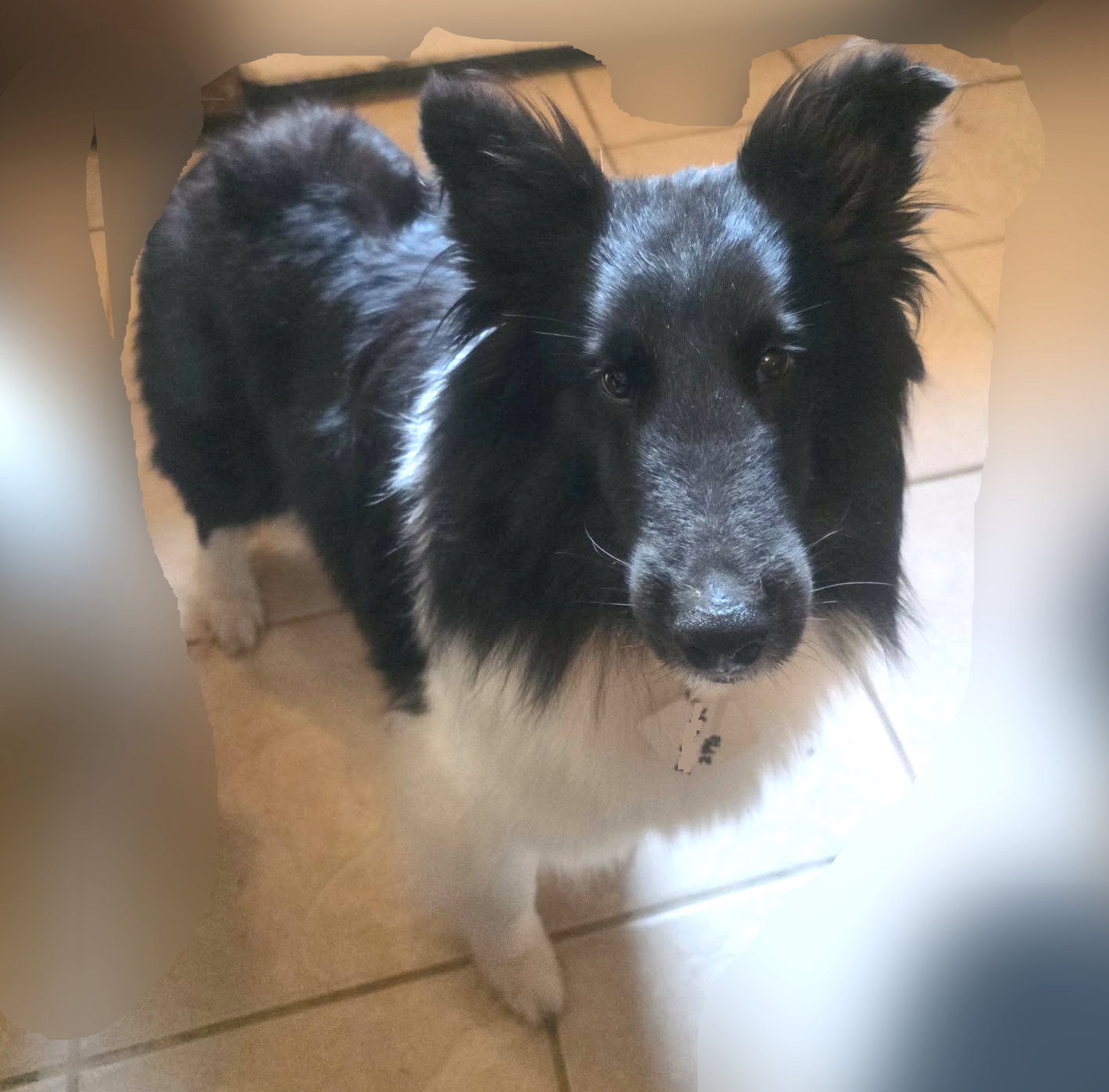 Evie, Shetland Sheepdog Sheltie