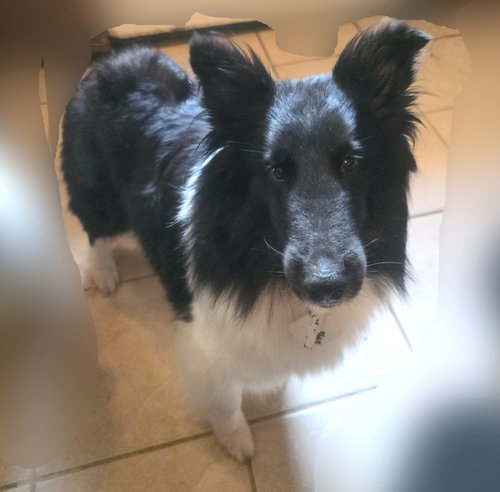 Evie, a dog for adoption from Central Illinois Sheltie Rescue
