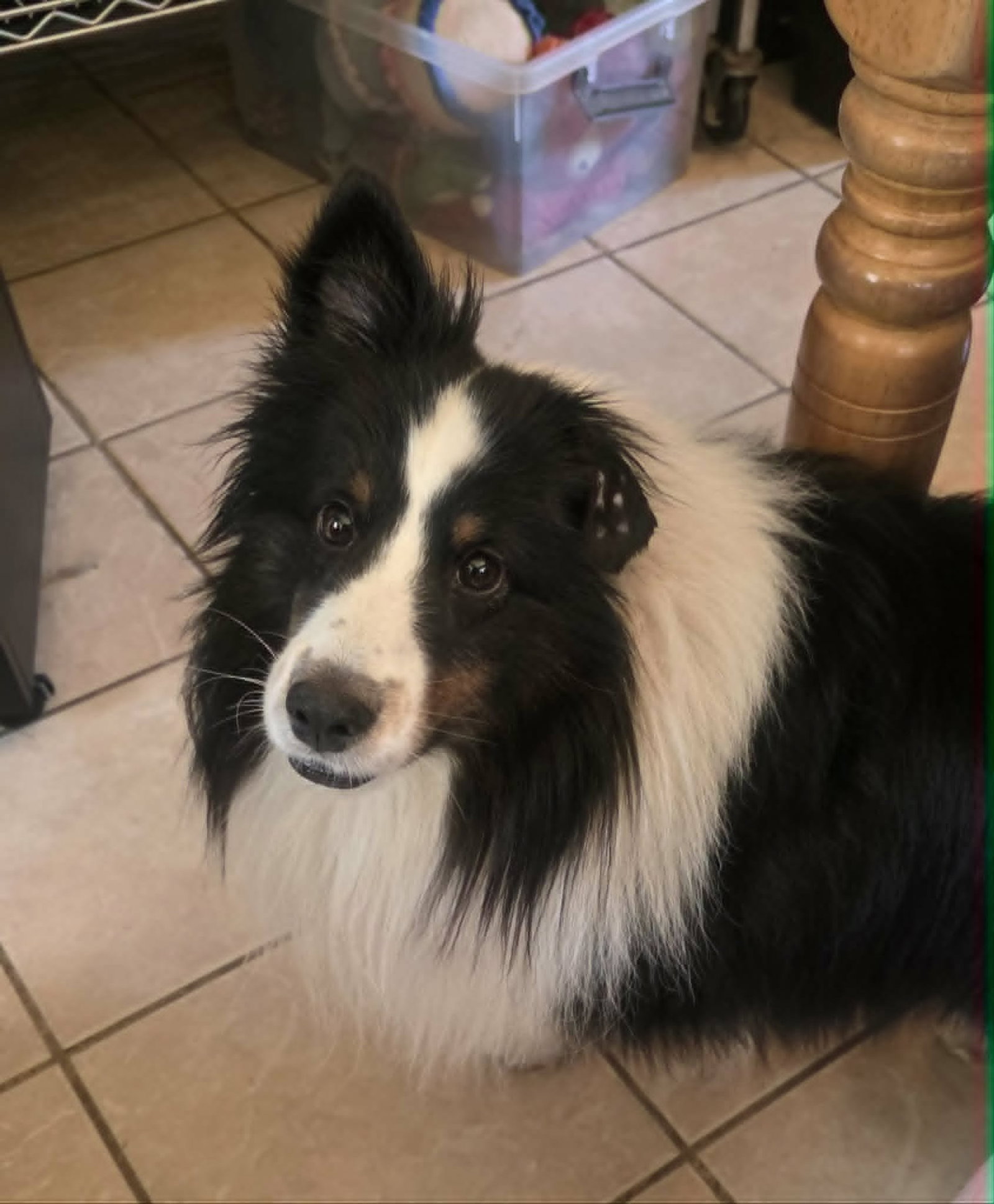 Magni, Shetland Sheepdog Sheltie