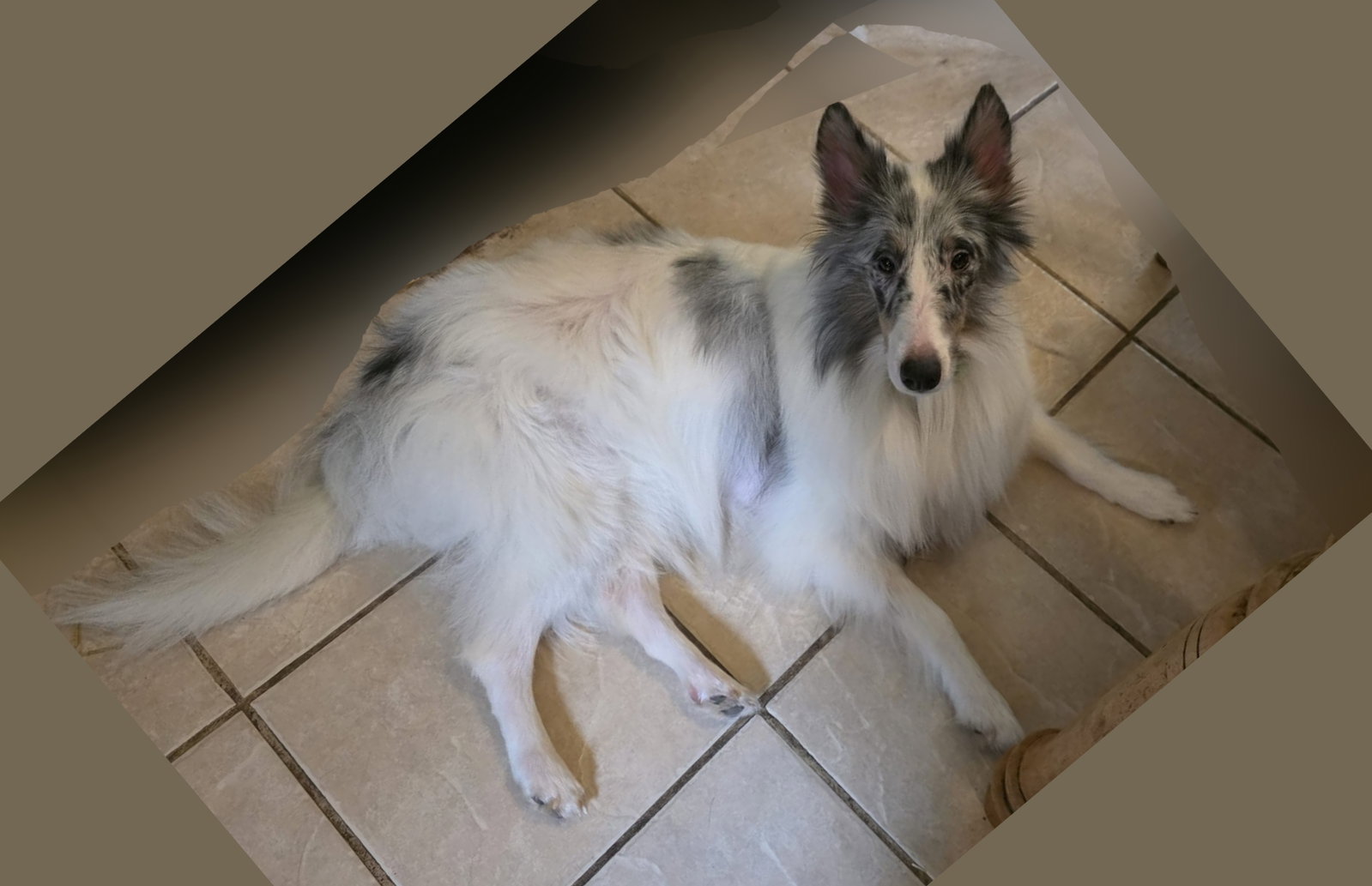 Snowflake, Shetland Sheepdog Sheltie