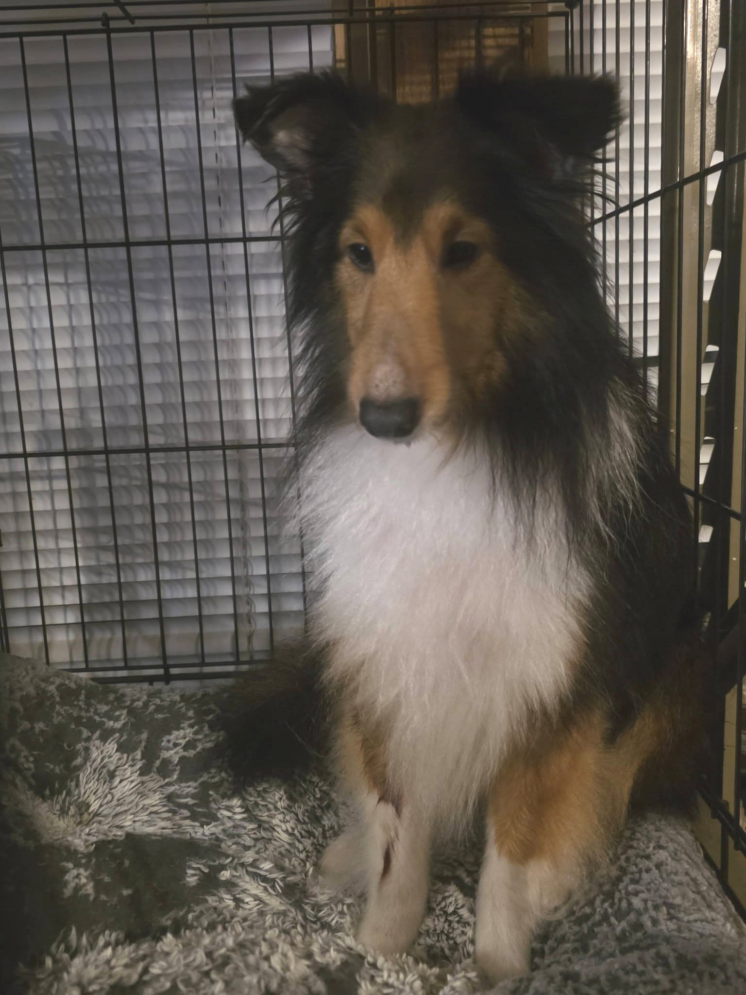 June, Shetland Sheepdog Sheltie