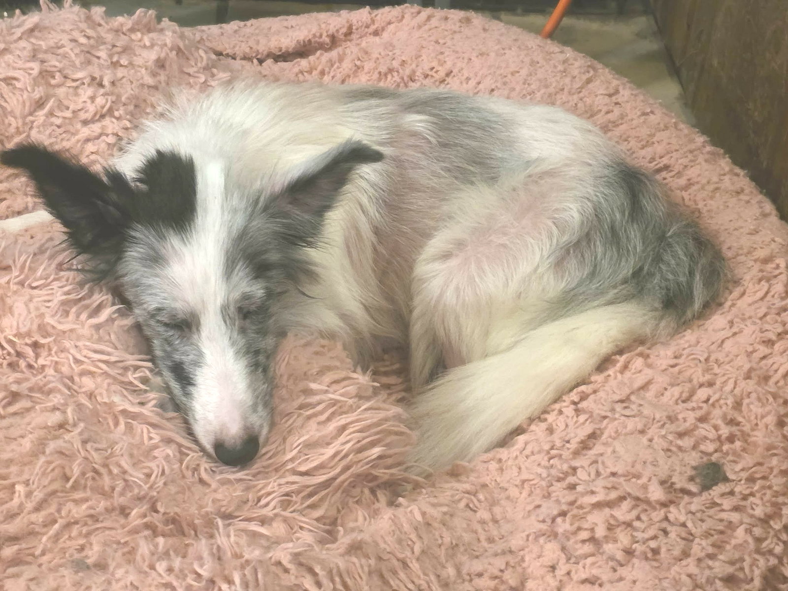 Pixie, Shetland Sheepdog Sheltie