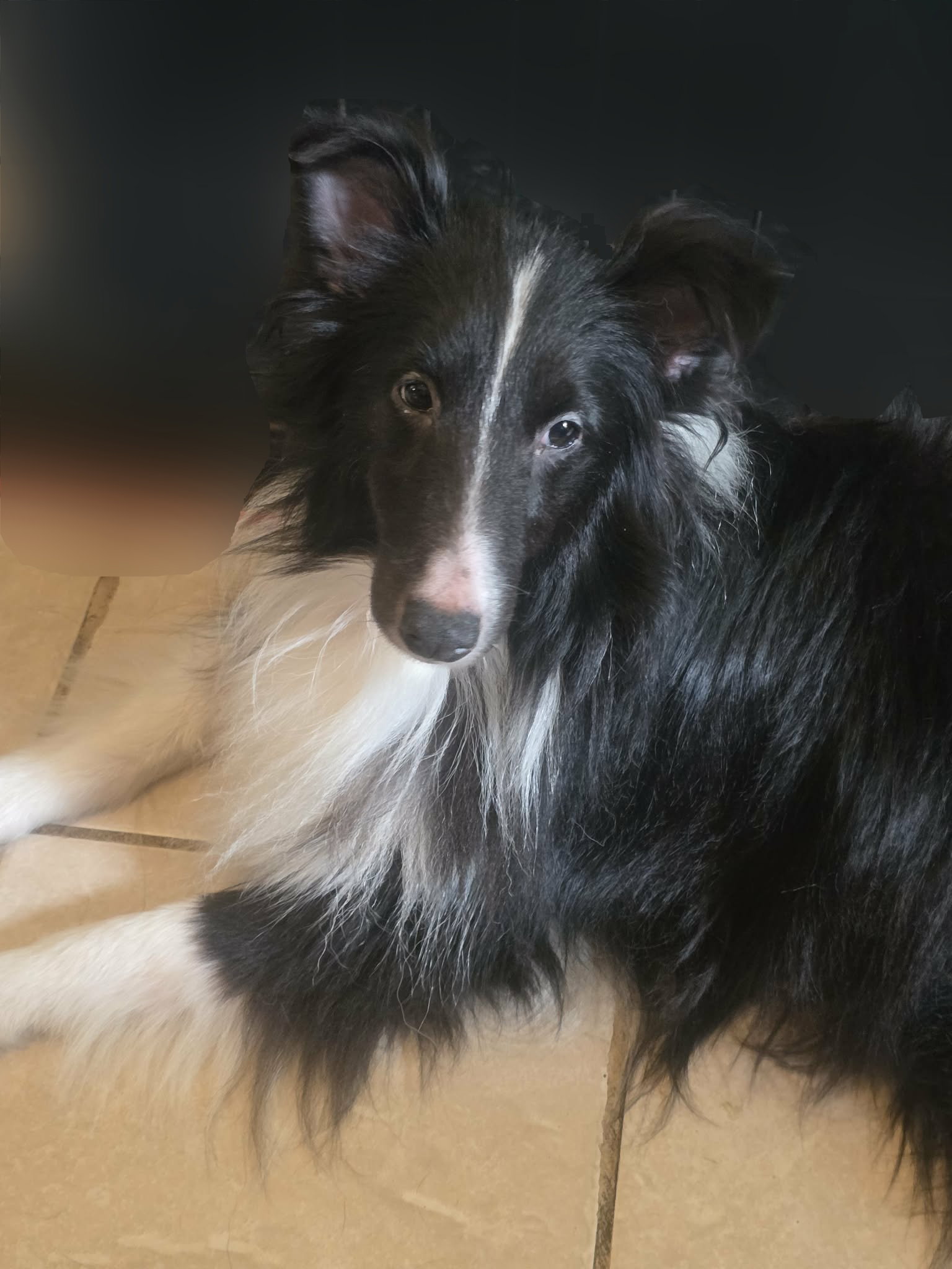 Jelly, Shetland Sheepdog Sheltie