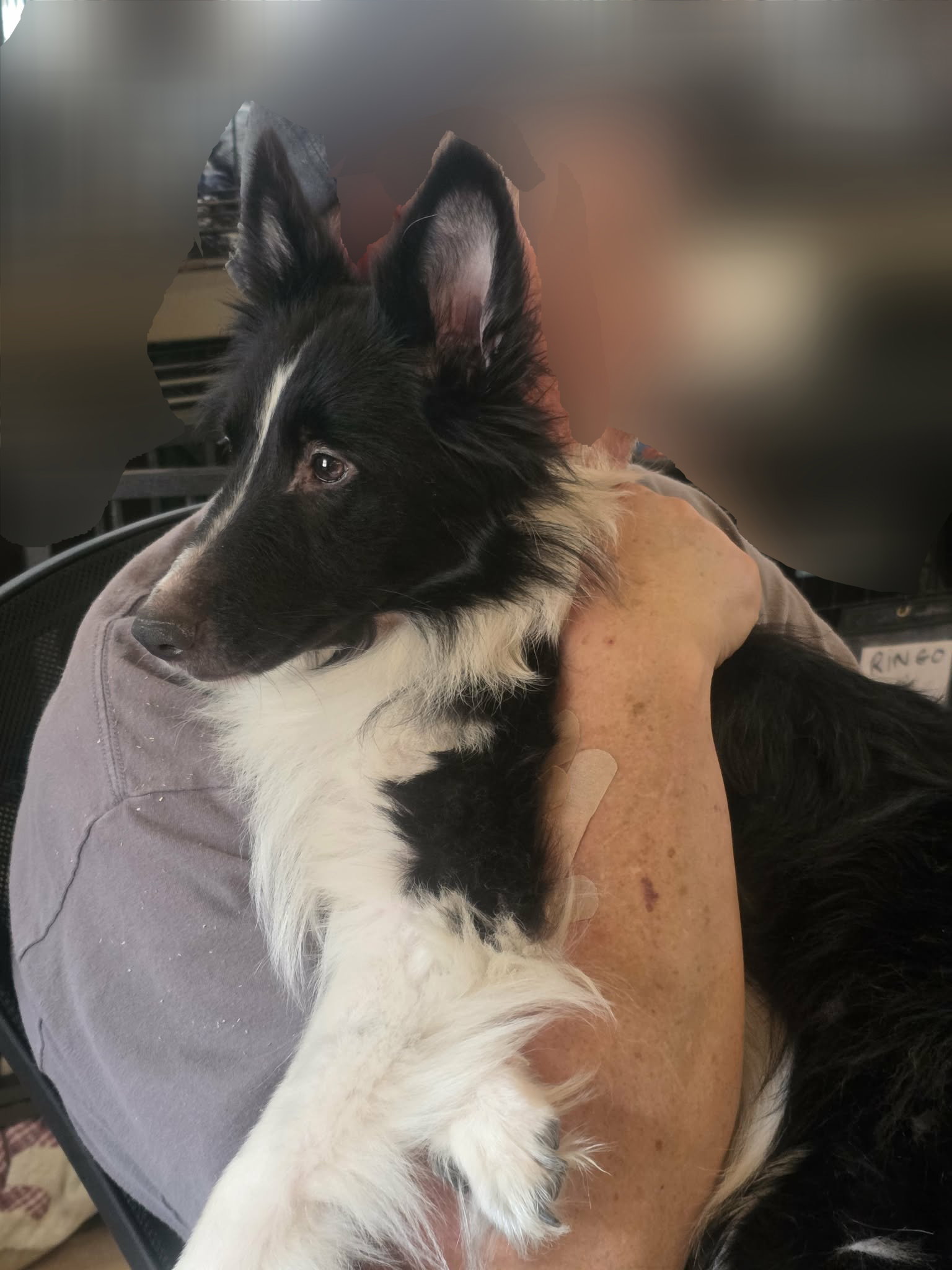 Lilly, Shetland Sheepdog Sheltie