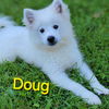 adoptable Dog in , WI named Doug