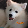 adoptable Dog in  named Dexter