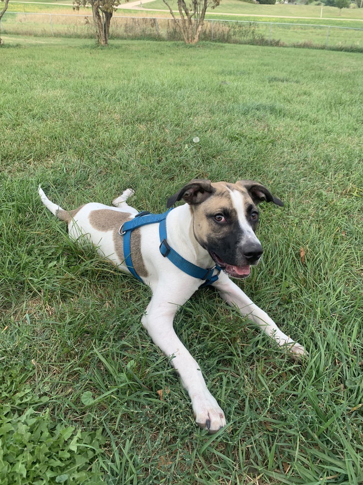 adoptable Dog in Glen Haven, WI named Ace