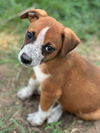 adoptable Dog in  named Lilac