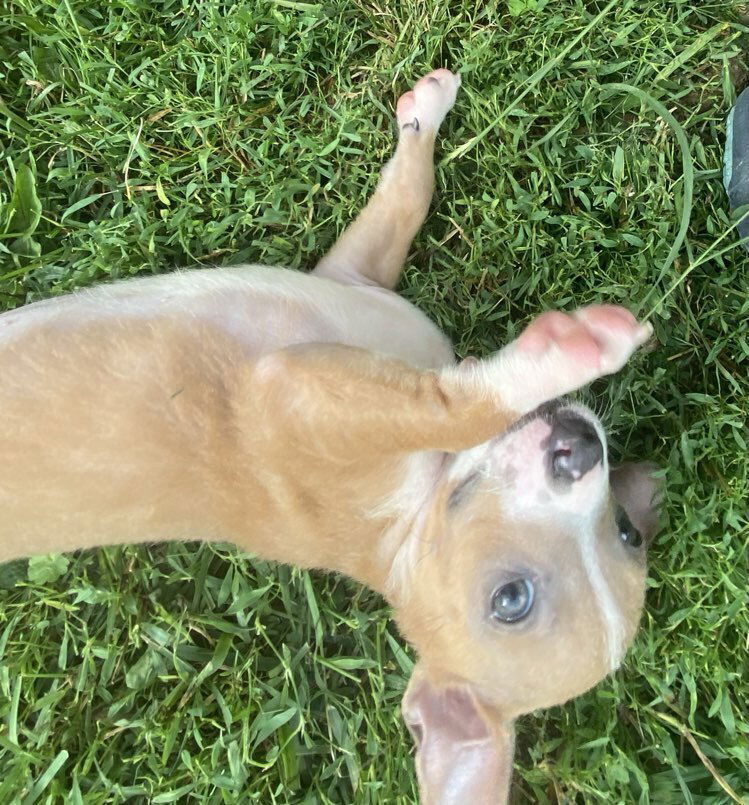 adoptable Dog in Glen Haven, WI named Woodruff