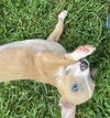 adoptable Dog in  named Woodruff