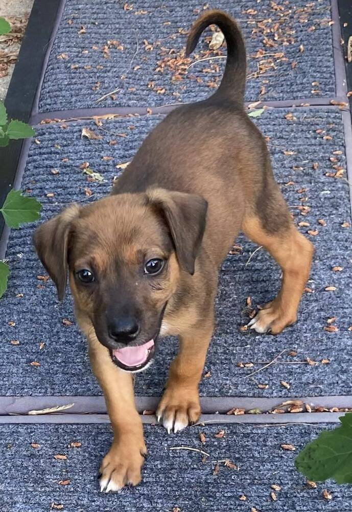adoptable Dog in Glen Haven, WI named Dill