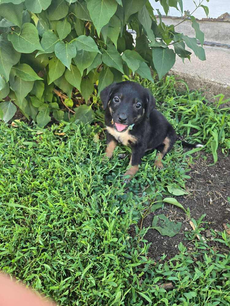 adoptable Dog in Glen Haven, WI named Sage
