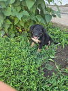 adoptable Dog in  named Sage