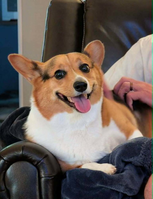 Harley, an adoptable Corgi in Glen Haven, WI