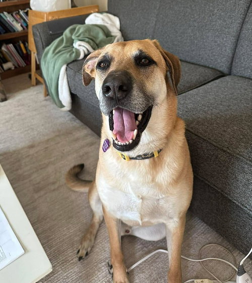 Merle, an adoptable German Shepherd Dog in Glen Haven, WI