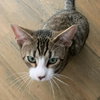 Stanley - Photo 2