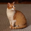 Ruby - Photo 3
