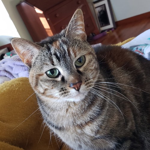 HOLLEY - Domestic Short Hair / Tabby available for adoption