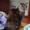 Holley - Photo 3