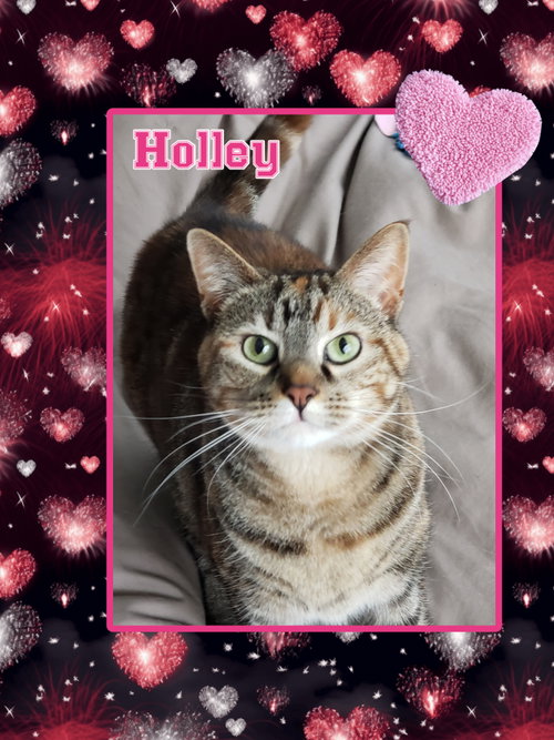 Photo 4 of Holley
