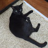 Mr Blackstar - Photo 3