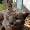 Smokey - Photo 1