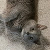 Smokey - Photo 2