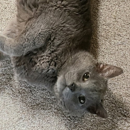 SMOKEY - Russian Blue / Domestic Short Hair available for adoption