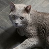 Smokey - Photo 3
