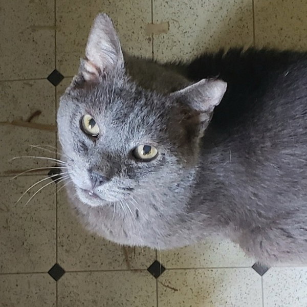 Smokey