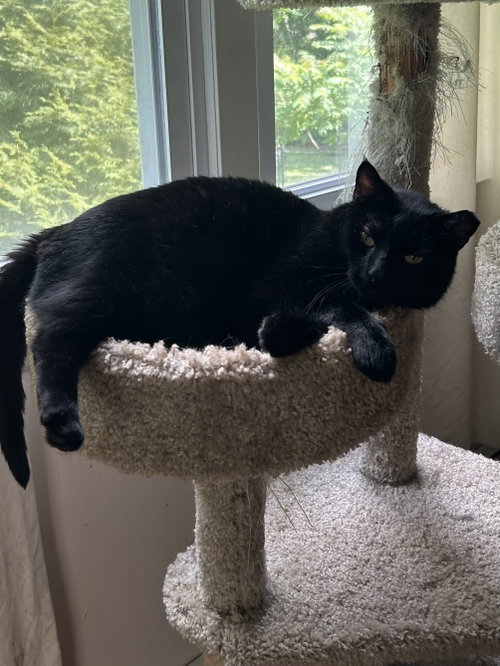 Ruggles, Adult Domestic Short Hair (short coat), cat for adoption in Norwalk, Connecticut