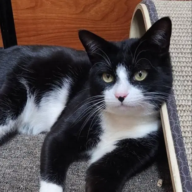 Minnow - Domestic Short Hair