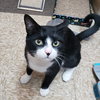 Minnow - Photo 3
