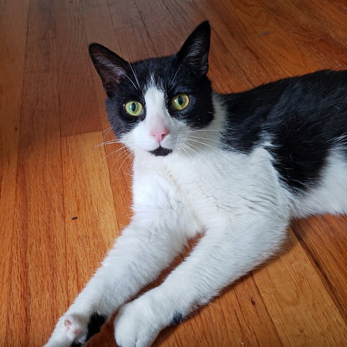 picture of the cat needing adoption