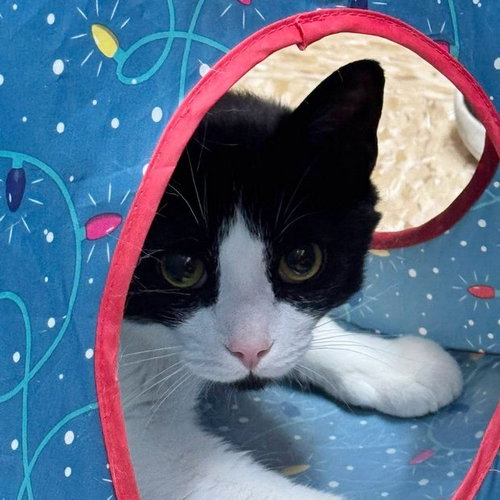 COSIMO - Domestic Short Hair available for adoption