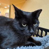 Macchi - Photo 4
