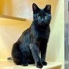 Macchi - Photo 3