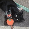 Macchi - Photo 2