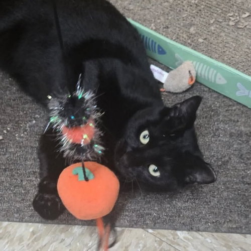 MACCHI - Domestic Short Hair available for adoption